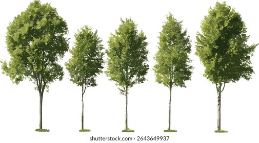 Populus alba e Betula pêndula árvores ilustração vetor isolado frontal, paisagem florestal, copado de árvores, folhagem sazonal, ambiente ao ar livre, paisagem natural, crescimento de árvores.