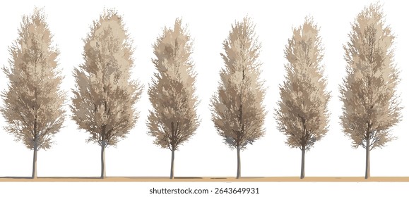 Populus alba árvore de choupo prateado corte isolado, árvores de rua de choupo branco, conjunto frontal abele, ilustração vetorial, paisagismo urbano, espécies de árvores decíduas.