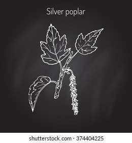 Populus alba, silver poplar,or silverleaf poplar, or white poplar. Vector illustration