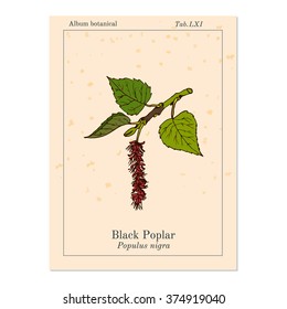 Populus nigra, black poplar. Vector illustration