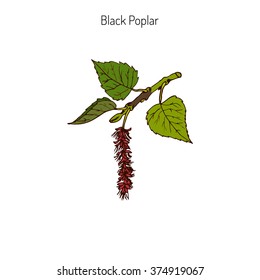 Populus nigra, black poplar. Vector illustration