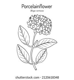 Flor de porcelana o planta de cera (Hoya carnosa) planta ornamental y medicinal. Ilustración de vector botánico dibujada a mano