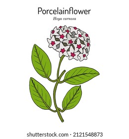 Flor de porcelana o planta de cera (Hoya carnosa) planta ornamental y medicinal. Ilustración de vector botánico dibujada a mano