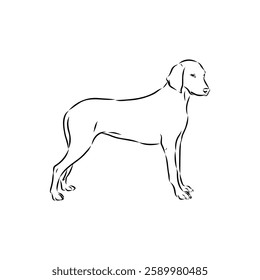 Porcelaine dog isolated on white background. Hand drawn dog breed vector sketch.