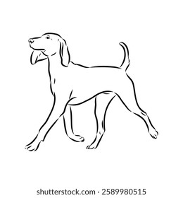 Porcelaine dog isolated on white background. Hand drawn dog breed vector sketch.