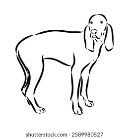 Porcelaine dog isolated on white background. Hand drawn dog breed vector sketch.