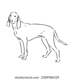 Porcelaine dog isolated on white background. Hand drawn dog breed vector sketch.