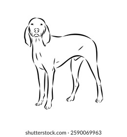 Porcelaine dog isolated on white background. Hand drawn dog breed vector sketch.