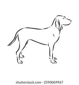 Porcelaine dog isolated on white background. Hand drawn dog breed vector sketch.