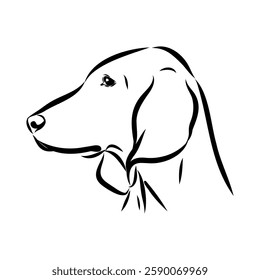 Porcelaine dog isolated on white background. Hand drawn dog breed vector sketch.