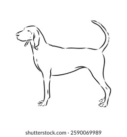 Porcelaine dog isolated on white background. Hand drawn dog breed vector sketch.