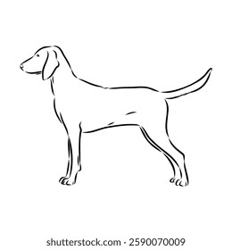 Porcelaine dog isolated on white background. Hand drawn dog breed vector sketch.