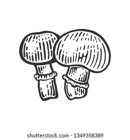 Porcini Agaricus champignon edible mushroom sketch engraving vector illustration. Scratch board style imitation. Black and white hand drawn image.