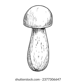 El hongo comestible Porcini. Ilustración vectorial dibujada a mano de Boletus en colores blanco y negro. Dibujo lineal de Fungus para el diseño de menú o etiqueta de comida. Grabado gráfico. Esbozo monocromo.