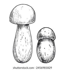 Hongo comestible Porcini. Ilustración vectorial dibujada a mano de Boletus en colores blanco y negro. Dibujo lineal de Fungus para el diseño de menús o etiquetas de alimentos. Grabado gráfico. Esbozo monocromo.