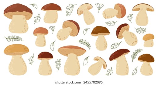 Porcini forest Boletus mushrooms set. Hand drawn boletus edulis fungus. Porcini fresh edible mushrooms cartoon style decor element. Cep. King bolete on white background. Penny bun Vector illustration