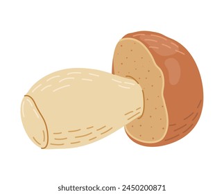 Porcini forest mushroom. Hand drawn boletus edulis fungus. Porcini fresh edible mushrooms cartoon style decor element. Cep. King bolete on white background. Penny bun Vector illustration