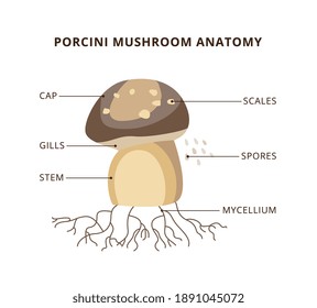 Porcini mushroom anatomy infographic or scheme, flat cartoon vector illustration isolated on white background. Card with porcini forest mushroom botanical structure.