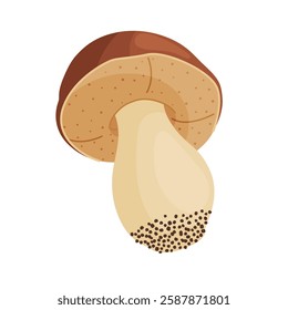 Porcini mushroom. Edible forest mushroom Hand drawn trendy flat style isolated icon. Fresh boletus. Autumn fungus. cep, penny bun, porcino. Botanical Vector illustration 