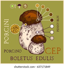 Porcini mushroom in engraved style. Subscribed with characteristics and several titles. Vector illustration with infographic elements and lettering.