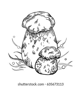 Porcini mushroom with grass on background in engraved style. Vector illustration.