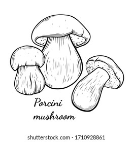 Porcini mushroom hand drawn vector illustration. Sketch style drawing isolated on white background with sliced pieces. Organic vegetarian object for menu, label, recipe, product packaging