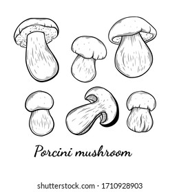 Porcini mushroom hand drawn vector illustration. Sketch style drawing isolated on white background with sliced pieces. Organic vegetarian object for menu, label, recipe, product packaging