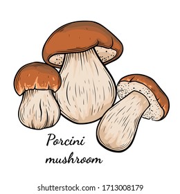 Porcini mushroom hand drawn vector illustration. Sketch style drawing isolated on white background with sliced pieces. Organic vegetarian object for menu, label, recipe, product packaging