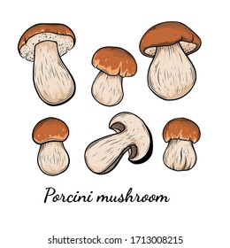 Porcini mushroom hand drawn vector illustration. Sketch style drawing isolated on white background with sliced pieces. Organic vegetarian object for menu, label, recipe, product packaging