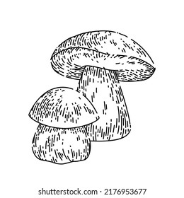 porcini mushroom hand drawn vector. white forest food, vintage vegetable porcini mushroom sketch. isolated black illustration