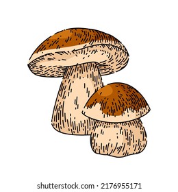 porcini mushroom hand drawn vector. white forest food, vintage vegetable porcini mushroom sketch. isolated color illustration