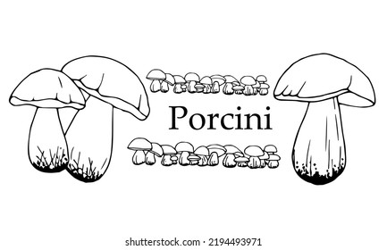 Porcini mushroom hand drawn vector illustration. Organic vegetarian object for menu, label, recipe, product packaging