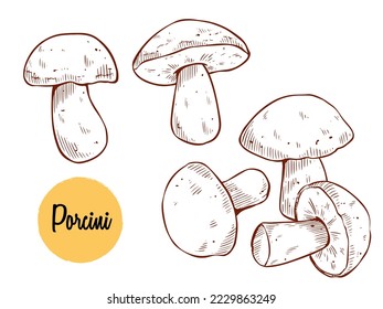 Porcini mushroom with hand drawn vector illustration. Good for menu, label, product packaging, recipe