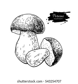 Porcini mushroom hand drawn vector illustration. Sketch food drawing isolated on white background. Organic vegetarian object. Great  for menu, label, product packaging, recipe