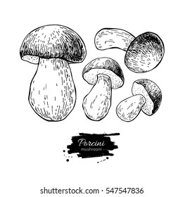 Porcini mushroom hand drawn vector illustration set. Sketch food drawing isolated on white background. Organic vegetarian product. Great  for menu, label, product packaging, recipe