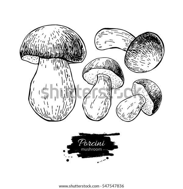Porcini Mushroom Hand Drawn Vector Illustration Stock Vector (Royalty