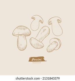 Porcini mushrooms hand drawn engraving line illustration isolated in line art style, Porcini vector set simple