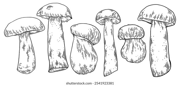 Cogumelos porcini conjunto desenhado à mão. Estilo de esboço amoras. Ilustração com tinta vetorial.