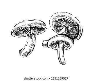 Porcini mushrooms. Hand drawn vintage vector illustration.