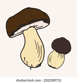 Porcini mushrooms vector illustration. Hand drawn art of edible mushrooms.