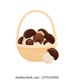 Porcini mushrooms vector illustration. Harvested fresh Boletus mushrooms in a basket. Autumn mushroom collection season.