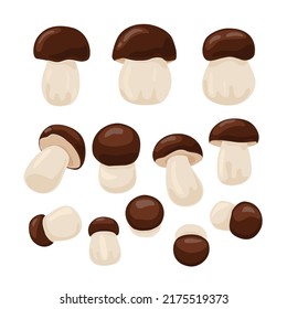 Porcini mushrooms vector illustration set. Boletus edulis isolated on a white background. Autumn mushroom collection season.