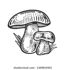 Porcini white edible sketch mushroom engraving vector illustration. Scratch board style imitation. Black and white hand drawn image.