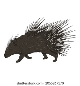 Porcupine Cartoon Vector Illustration on White Background