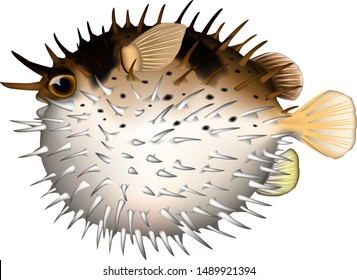 Porcupine fish illustration. Vector EPS format.