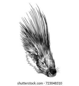 porcupine head sketch vector graphics monochrome black-and-white drawing