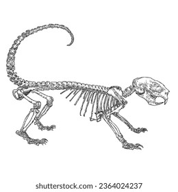Porcupine skeleton illustration, drawing and engraving ink line art. Porcupine dead bones with head skull, jaw, spine, tail, claws. Vector