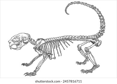 Porcupine skeleton illustration, drawing and engraving ink line art. Porcupine dead bones with head skull, jaw, spine, tail, claws. Vector