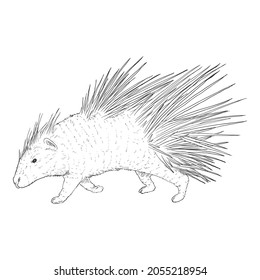 Porcupine Sketch Black Vector Illustration on White Background
