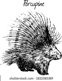 Porcupine sketch hand drawn illustration. North America wild animal. Ink dawing isolated on white background.